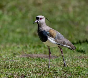 Southern Lapwing