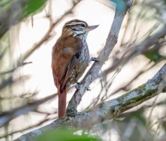 Streaked Xenops