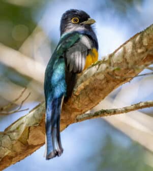 Surucua Trogon