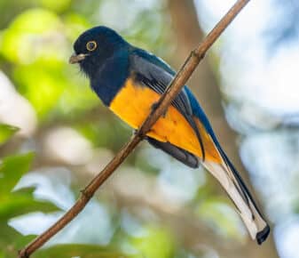 Surucua Trogon
