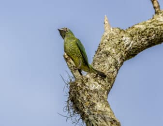 Swallow Tanager