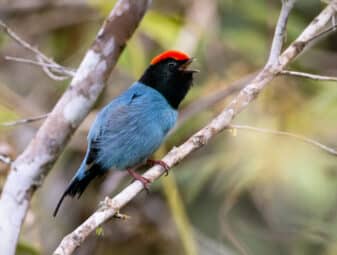 Swallow-tailed Manakin
