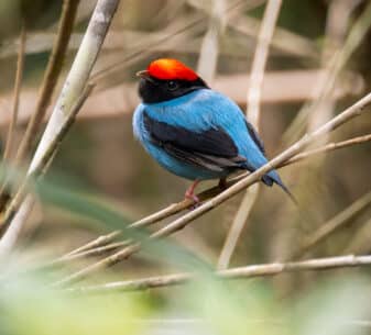 Swallow-tailed Manakin