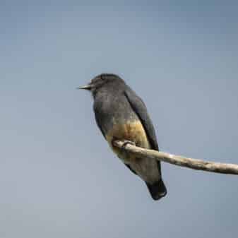 Swallow-winged Puffbird