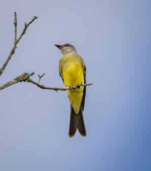 Tropical Kingbird