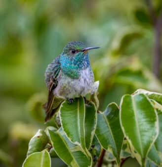 Versicolored Emerald