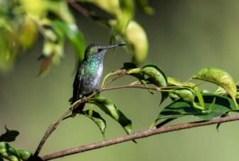 Versicolored Emerald