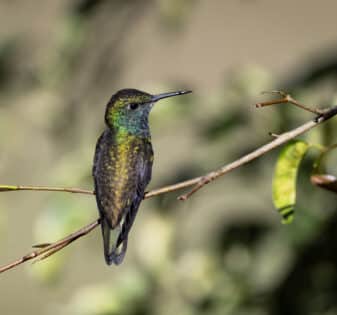 Versicolored Emerald