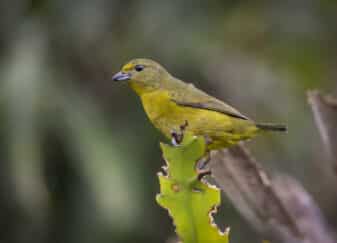 Violaceous Euphonia