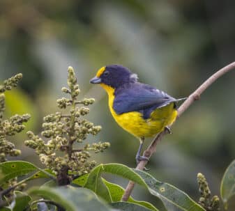 Violaceous Euphonia