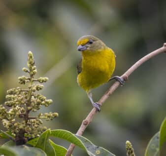 Violaceous Euphonia
