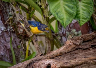 Violaceous Euphonia