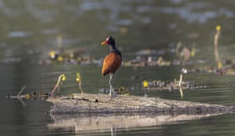 Wattled Jacana