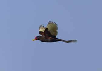 Wattled Jacana