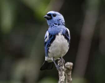 White-bellied Tanager