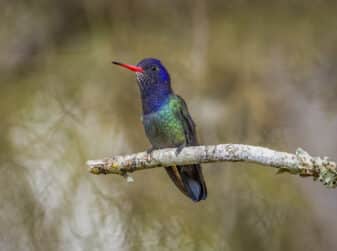 White-chinned Sapphire