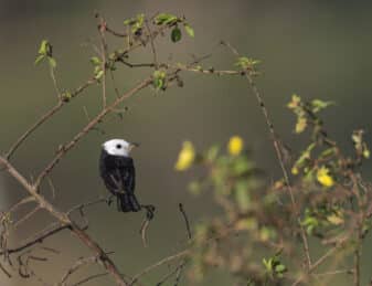 White-headed Marsh Tyrant