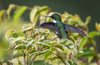White-throated Hummingbird