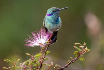 White-vented Violetear