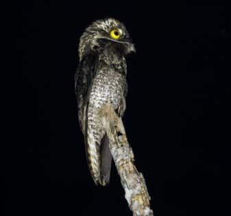 White-winged Potoo