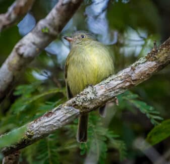 Wied's Tyrant Manakin