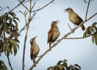 Wing-banded Hornero