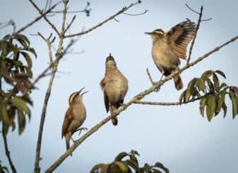 Wing-banded Hornero