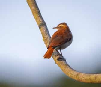 Wing-banded Hornero