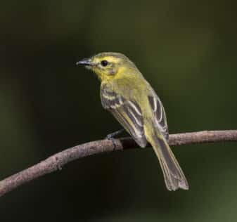 Yellow Tyrannulet