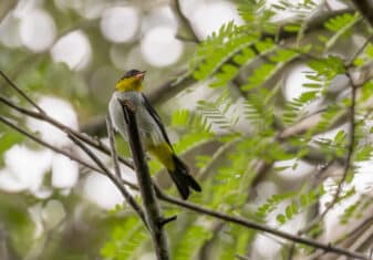 Yellow-backed Tanager