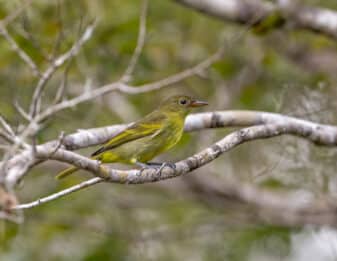 Yellow-backed Tanager