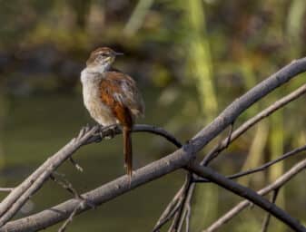Yellow-chinned Spinetail