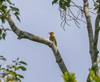 Yellow-throated Woodpecker