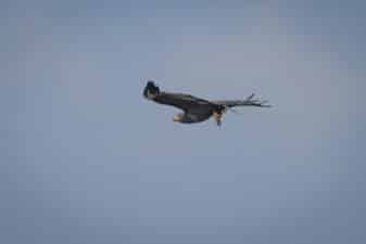 Zone-tailed Hawk