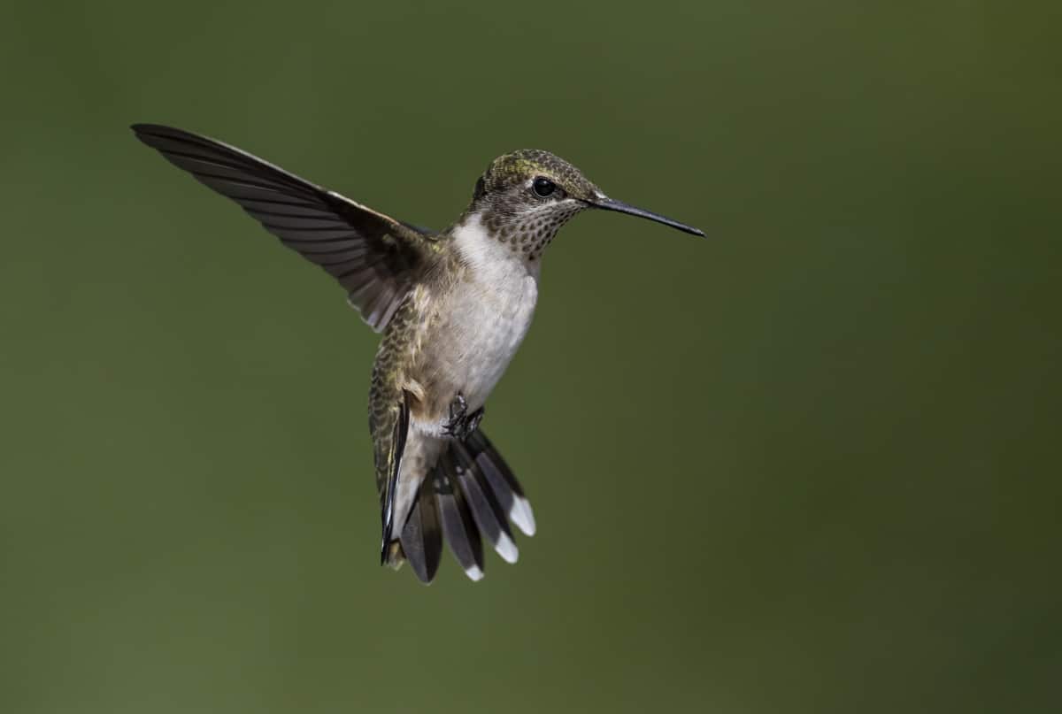 Chip, Cold, and Canada - An ABA Young Birder Essay