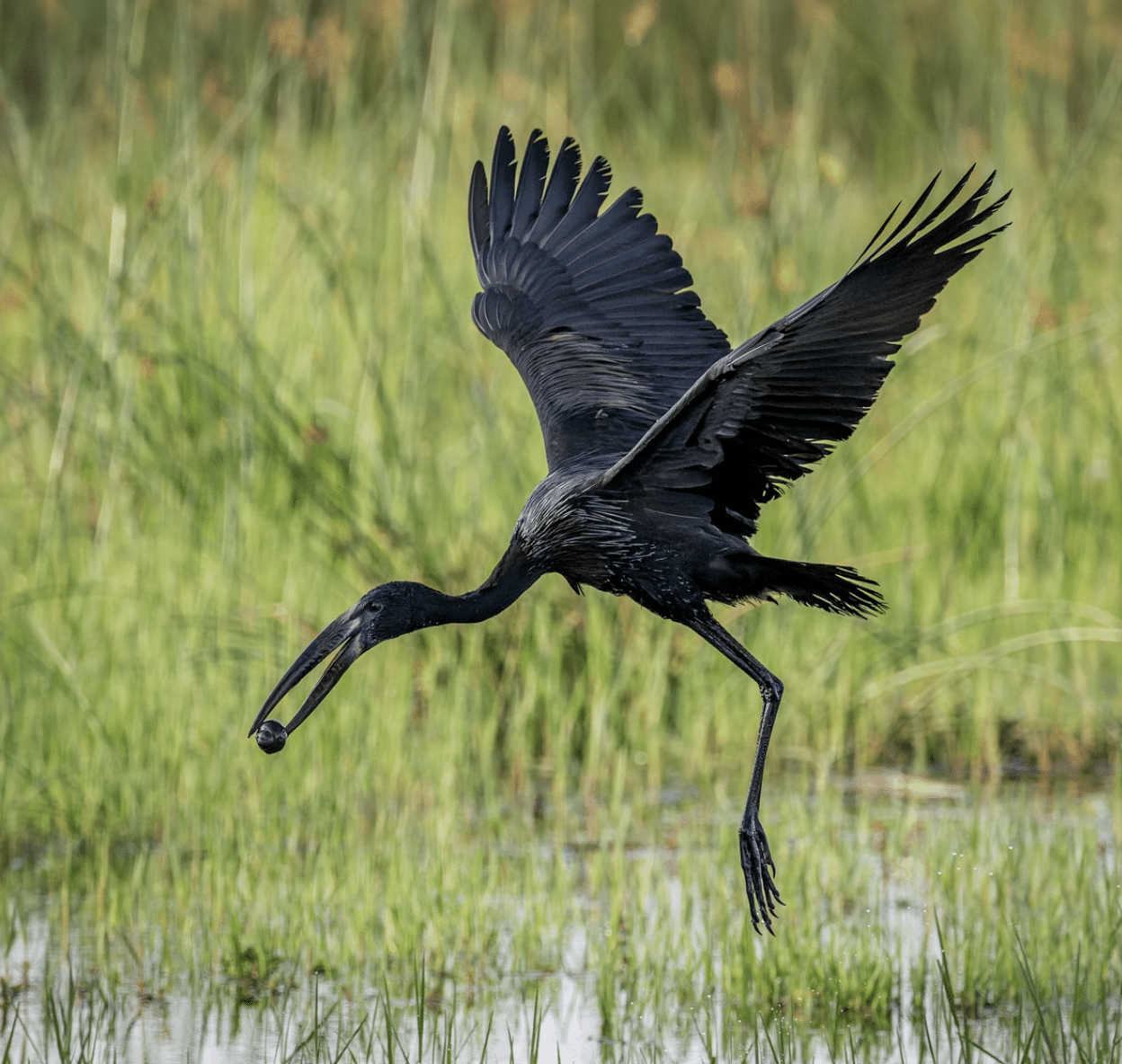 Wader Wonderland